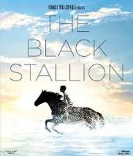 Black Stallion