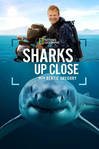 Sharks Up Close with Bertie Gregory