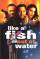 Come un pesce fuor d'acqua